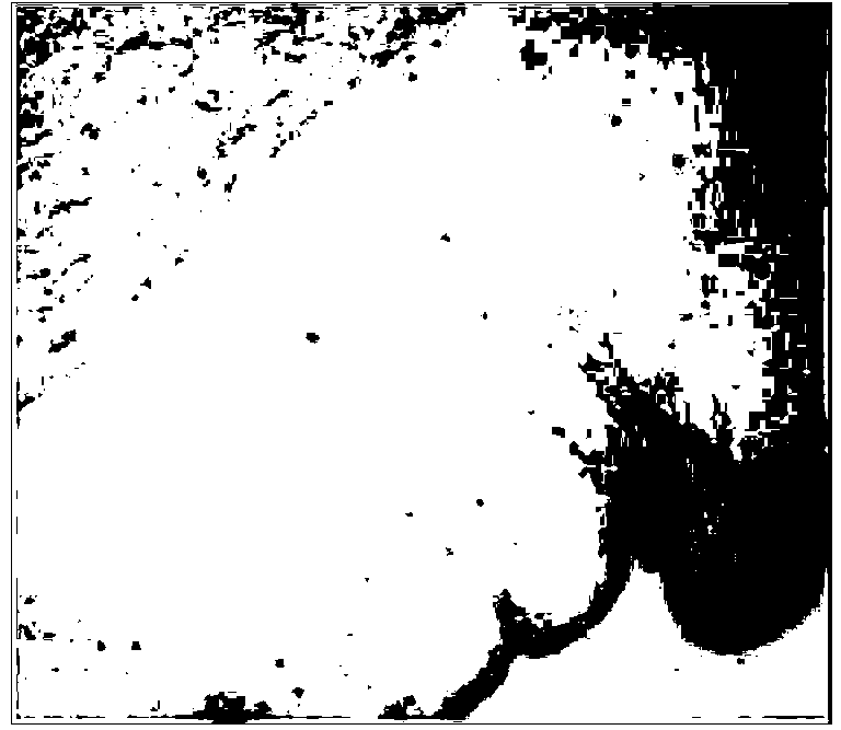 Chemical staining method using niacinamide adenine dinucleotide diaphorase tissue