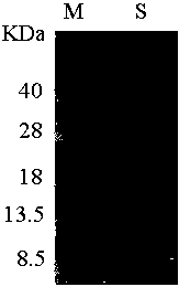 Targeting recombinant protein photosensitizer and preparation method thereof