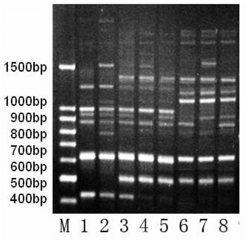 Molecular marker fingerprinting for identifying anoectochilus formosanus produced at Huoshan in Anhui and similar species thereof