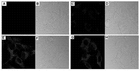 Signal-enhanced type near infrared fluorescence probe, preparation method thereof and application