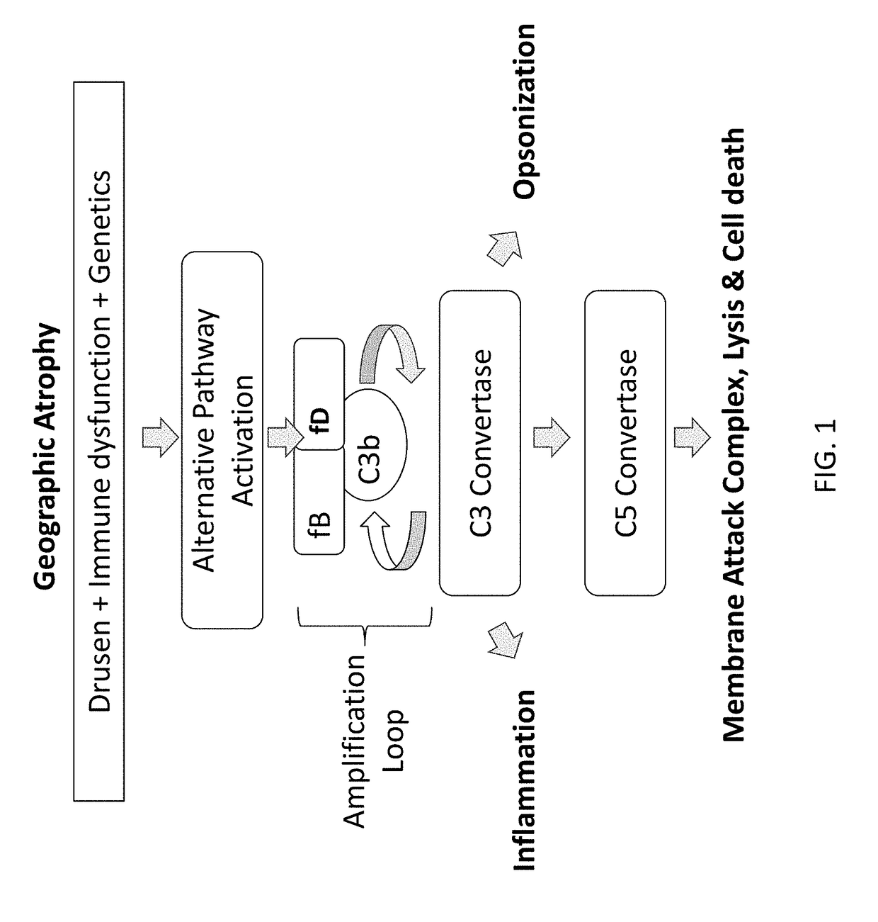 Compositions and methods for inhibiting Factor D