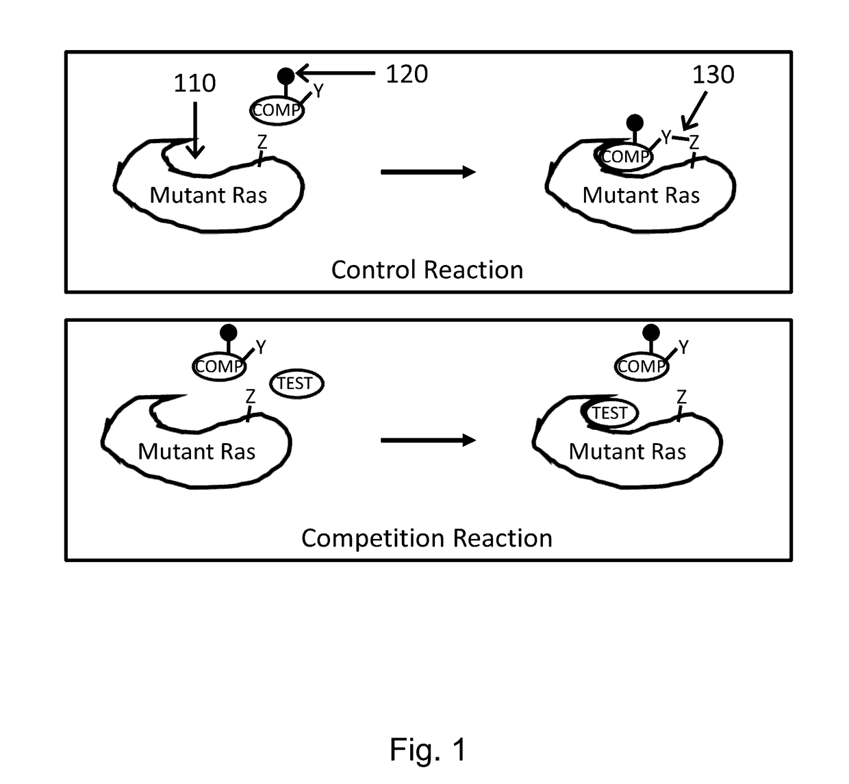 Method for screening inhibitors of ras