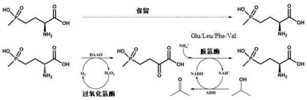 Glu/Leu/Phe/Val dehydrogenase mutant and application thereof in preparation of L-glufosinate