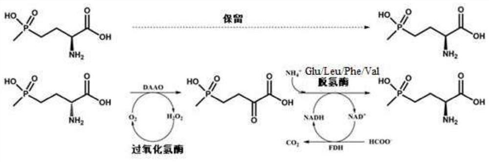 Glu/Leu/Phe/Val dehydrogenase mutant and application thereof in preparation of L-glufosinate