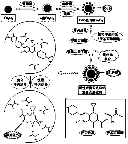 Preparation method of surface imprinting CdS compound photocatalyst based on magnetic carbon material