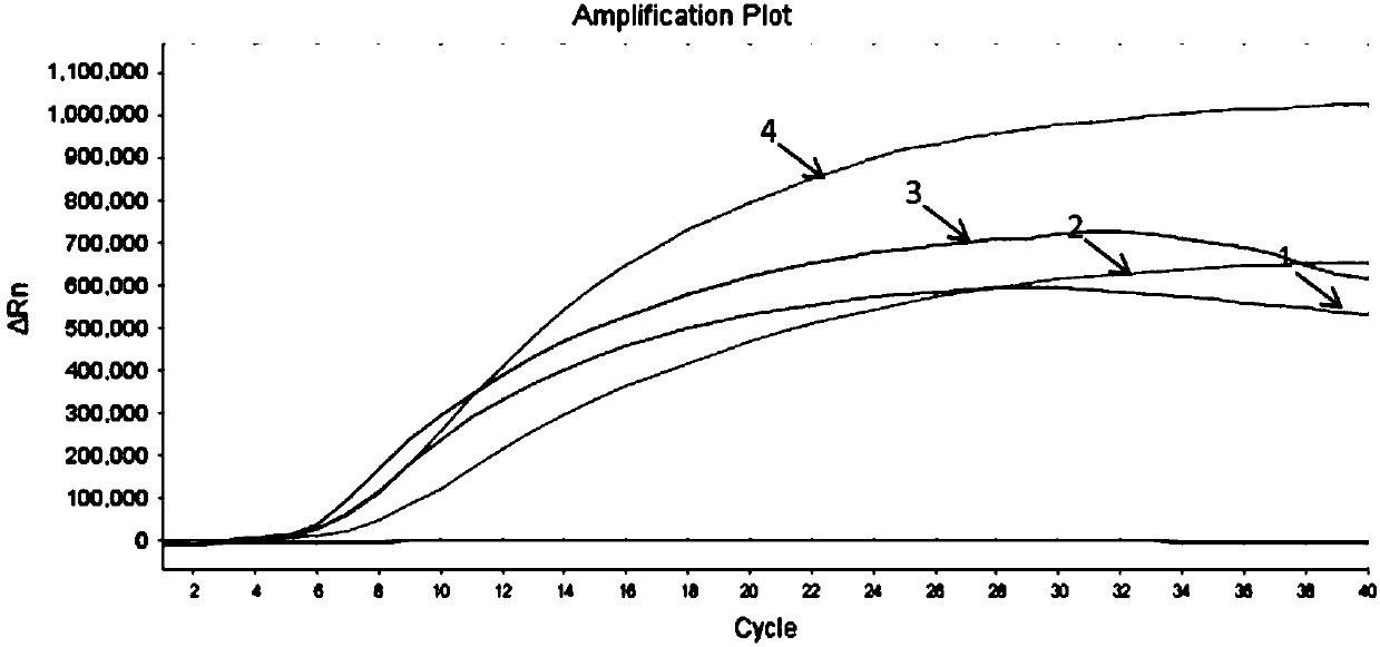 RAA (Recombinase-aid Amplification) constant-temperature fluorescence detection method and reagent of cyprinid herpesvirus II (CyHV-2)