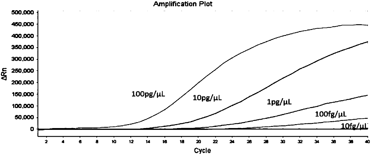 RAA (Recombinase-aid Amplification) constant-temperature fluorescence detection method and reagent of cyprinid herpesvirus II (CyHV-2)