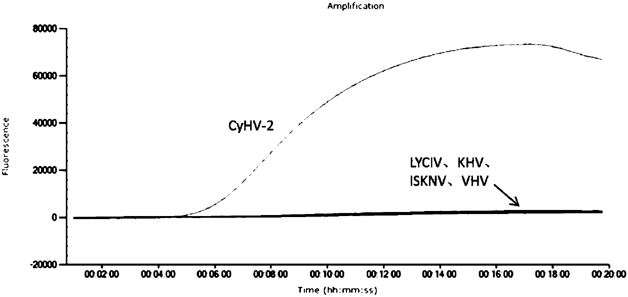 RAA (Recombinase-aid Amplification) constant-temperature fluorescence detection method and reagent of cyprinid herpesvirus II (CyHV-2)