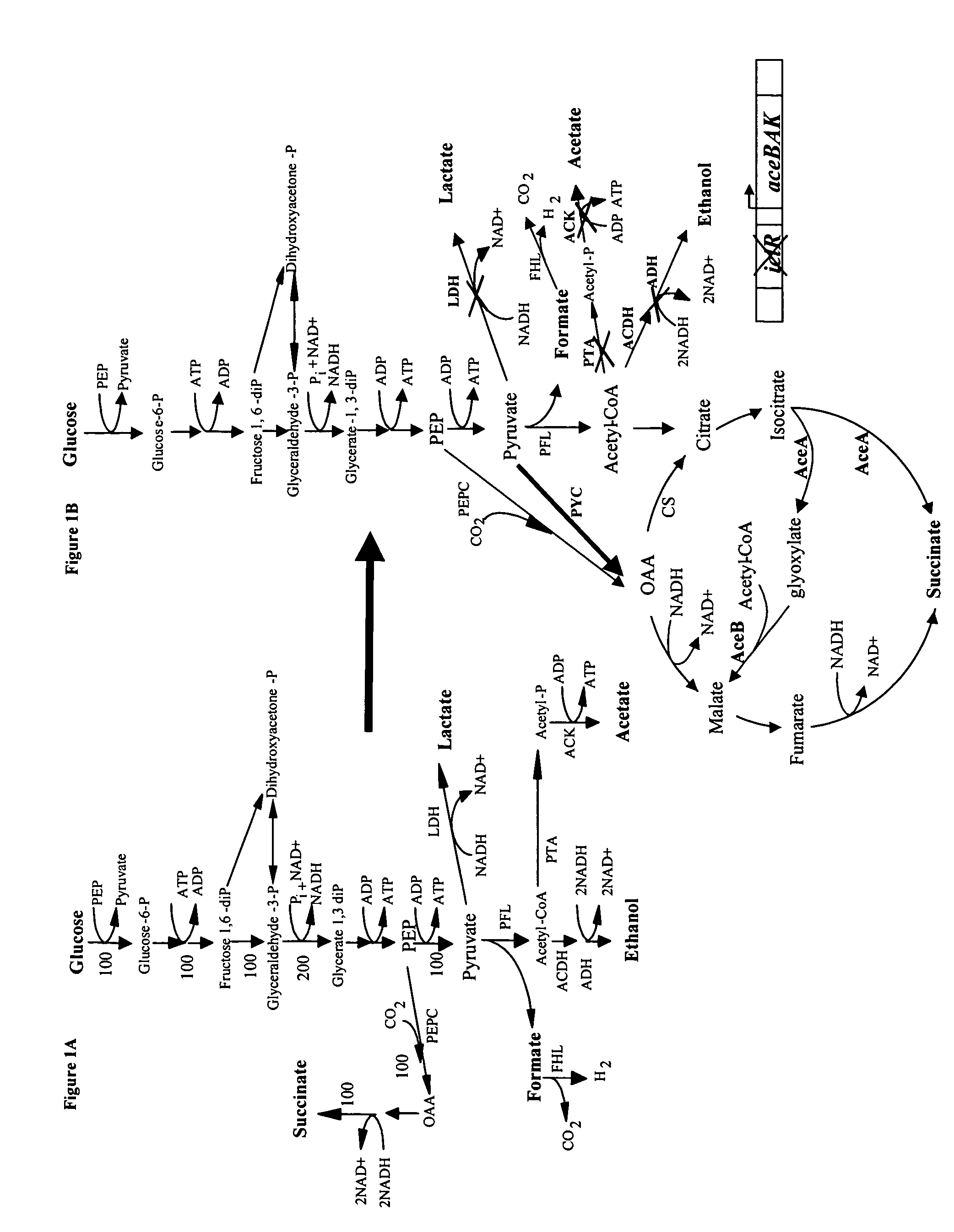 Mutant E. coli strain with increased succinic acid production