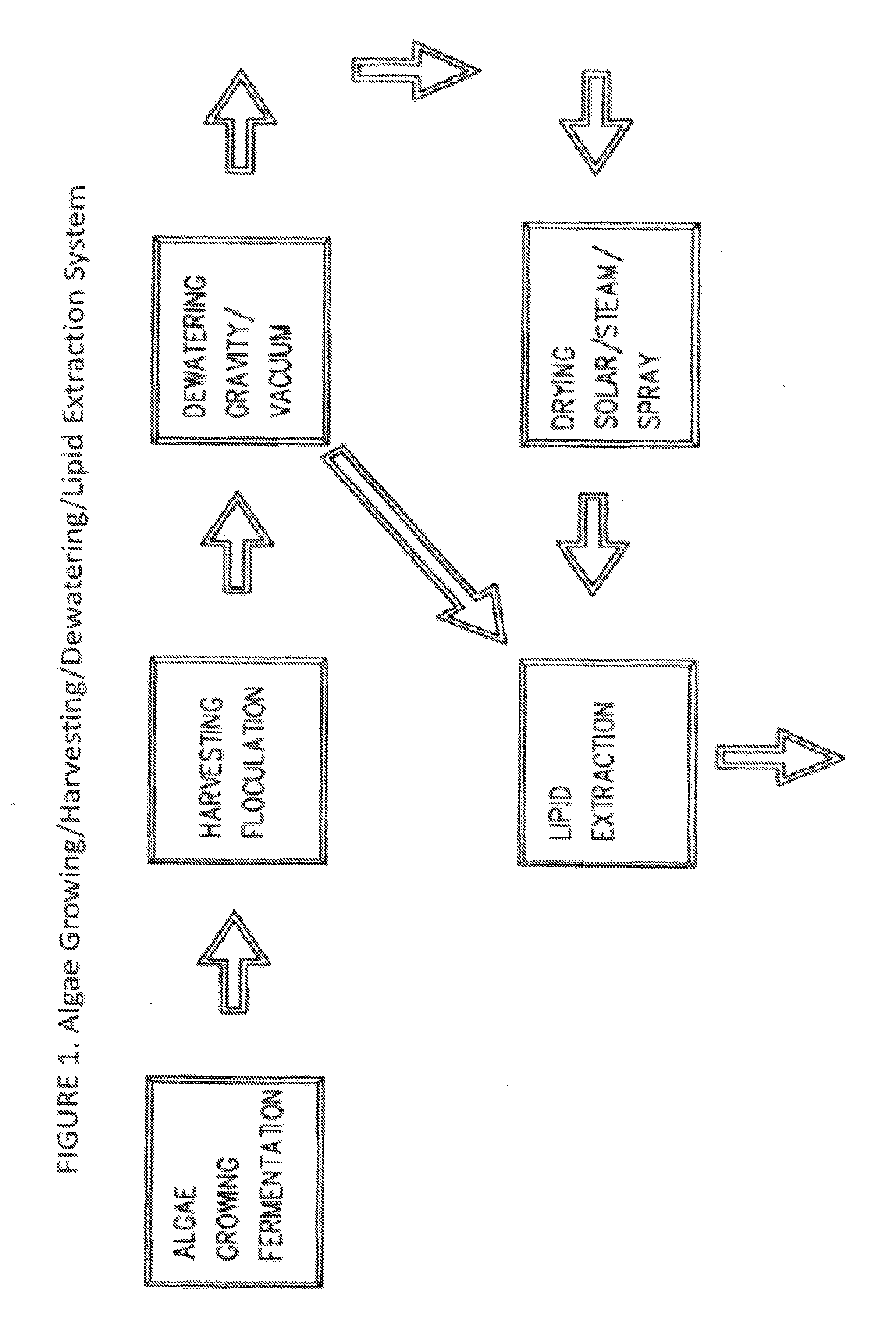 Methods for production of algae derived oils