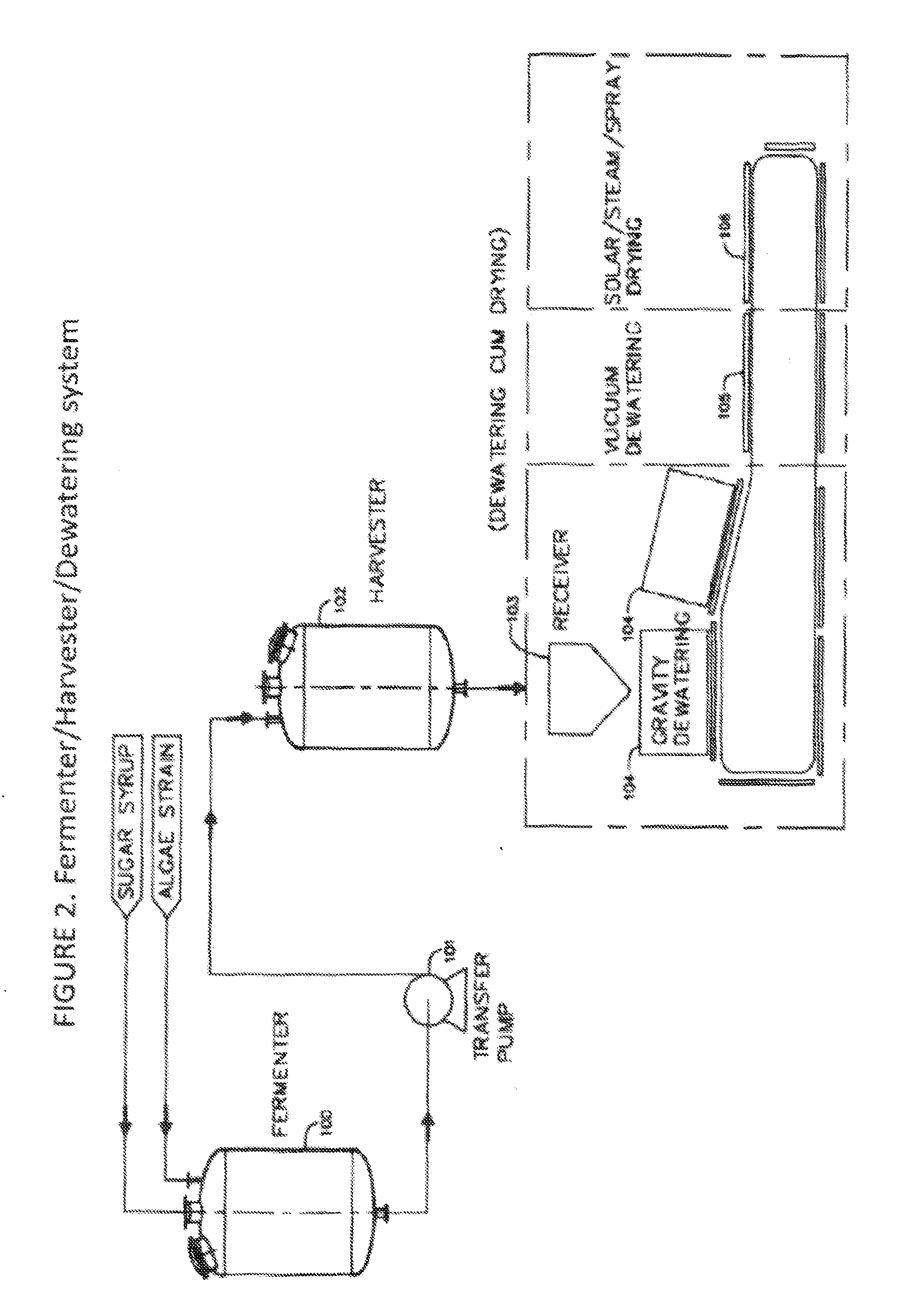 Methods for production of algae derived oils