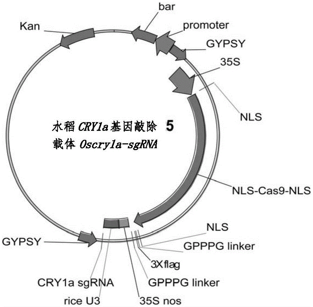 Double resistance CRISPR/Cas9 carrier and application