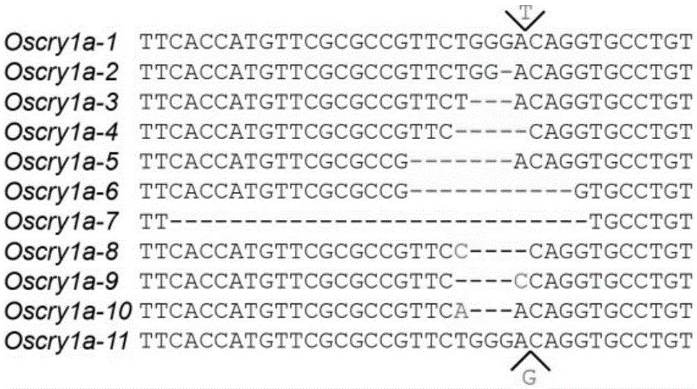 Double resistance CRISPR/Cas9 carrier and application