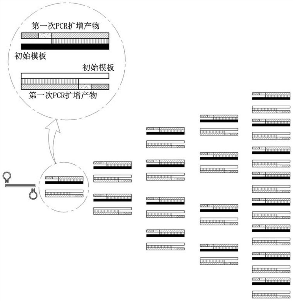 Oligonucleotide with dumbbell structure, primer for nucleic acid amplification containing same, and nucleic acid amplification method using same