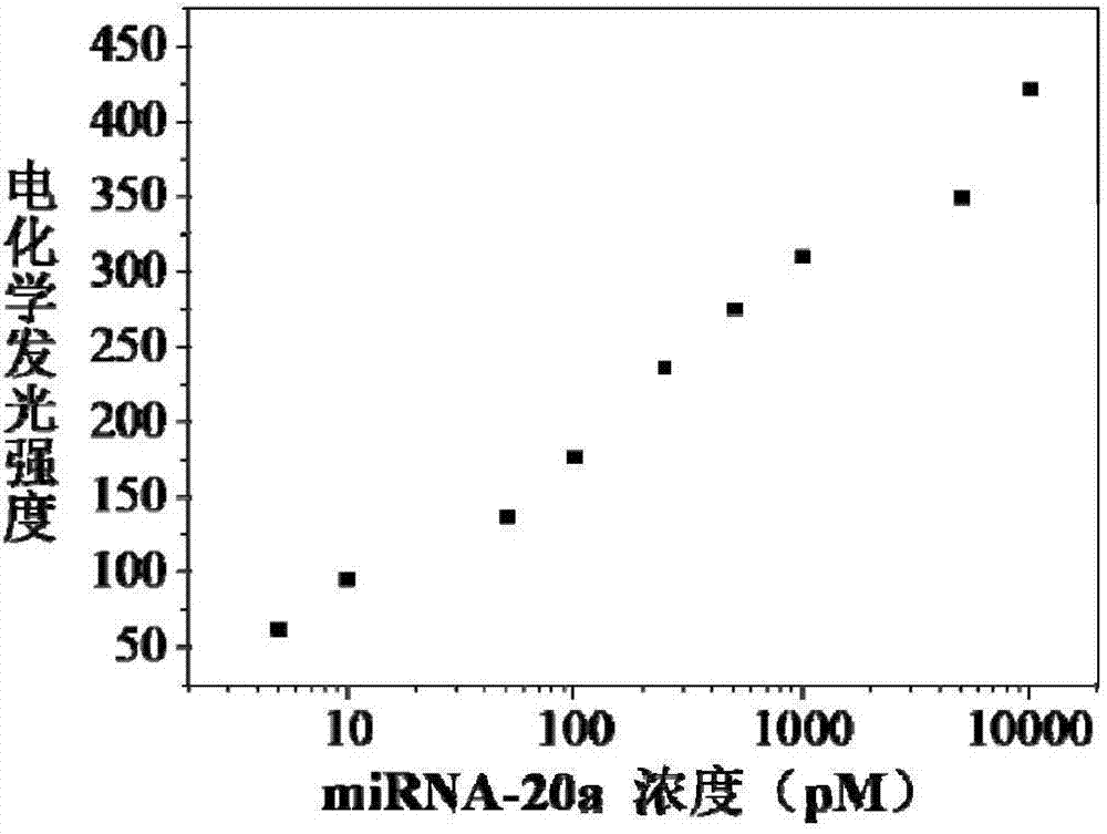 Preparation of boron-doped graphene quantum dot electrochemiluminescence sensor for detecting miRNA-20a and application of sensor