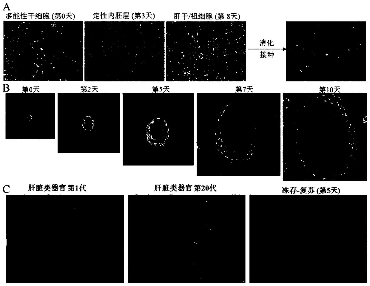 Functional hepatocyte induction method and special three-dimensional induction culture medium and application thereof