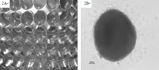 Preparation, induced differentiation and application of self-assembled mesenchymal stem cell aggregate