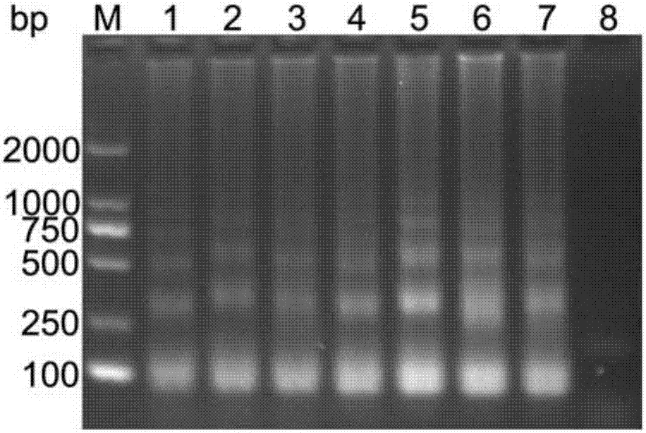 LAMP primer group for detecting porcine circovirus type 3, kit and application thereof