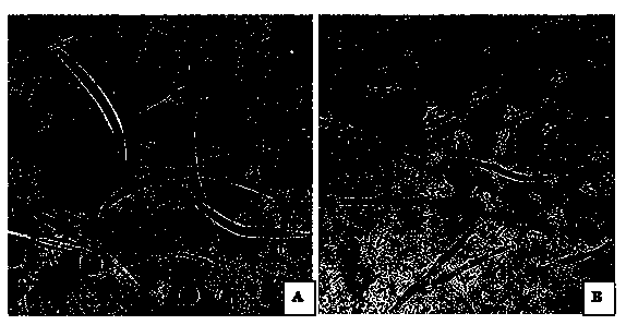 Bacillus with nematocidal activity, and preparation method and application of bacillus