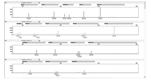 Fluorescence labeled detection kit for simultaneously analyzing 17 gene loci of canine genomic DNA, detection method and application thereof