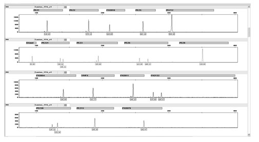 Fluorescence labeled detection kit for simultaneously analyzing 17 gene loci of canine genomic DNA, detection method and application thereof