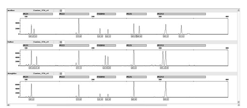 Fluorescence labeled detection kit for simultaneously analyzing 17 gene loci of canine genomic DNA, detection method and application thereof