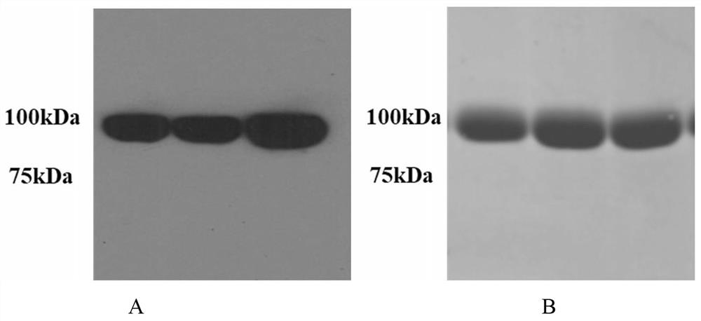 Stable coronavirus recombinant protein dimer and its expression vector