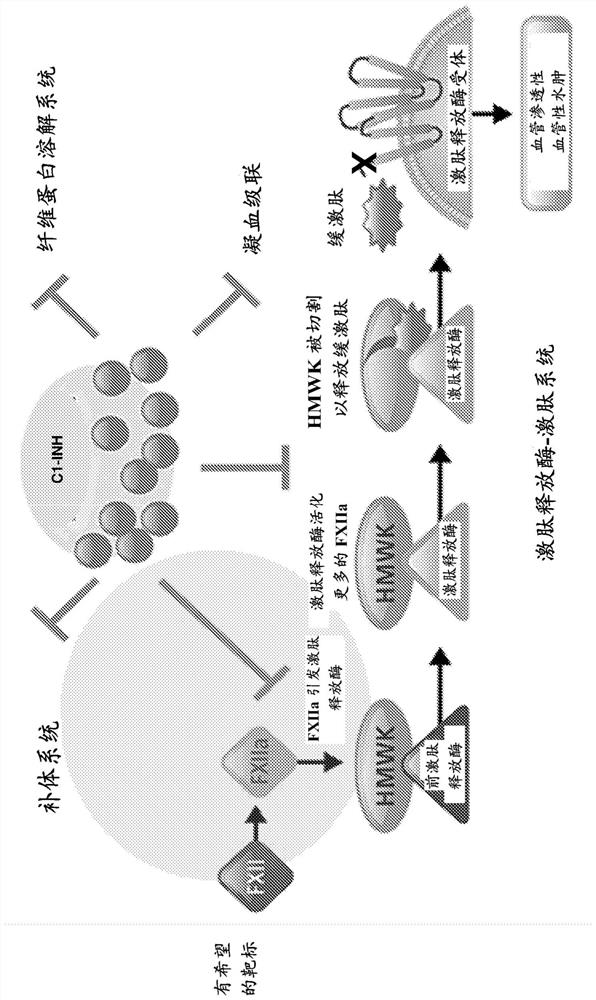 Use of anti-factor XII antibodies for treating or preventing hereditary angioedema