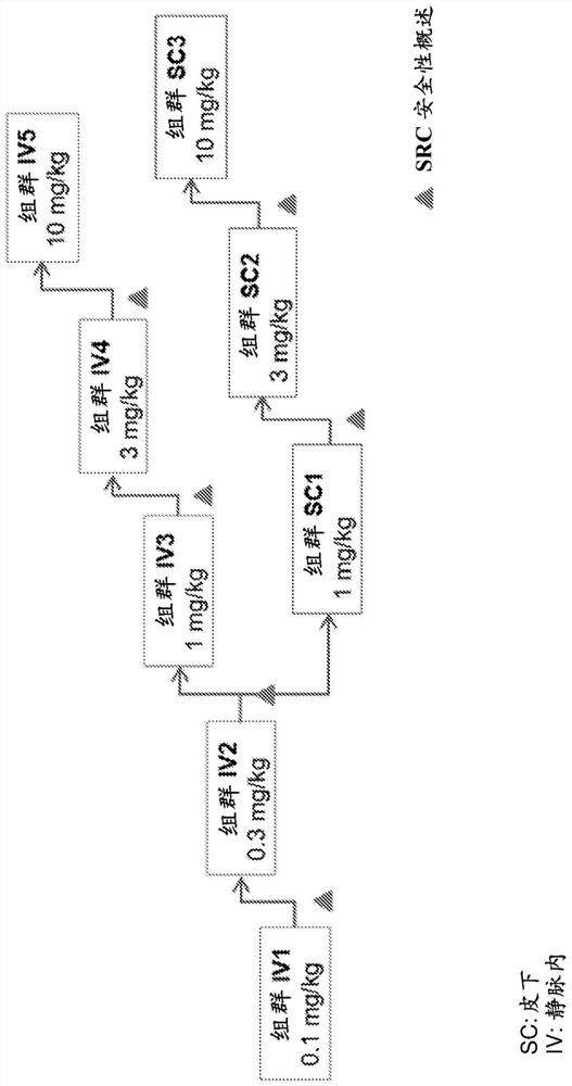 Use of anti-factor XII antibodies for treating or preventing hereditary angioedema