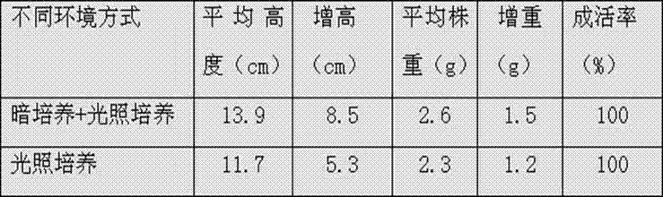 Hydroponic growing method of anoectochilus roburghii