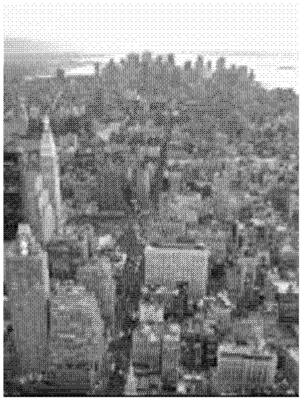 Digital fog effect filter method based on dark primary color channel prior principle