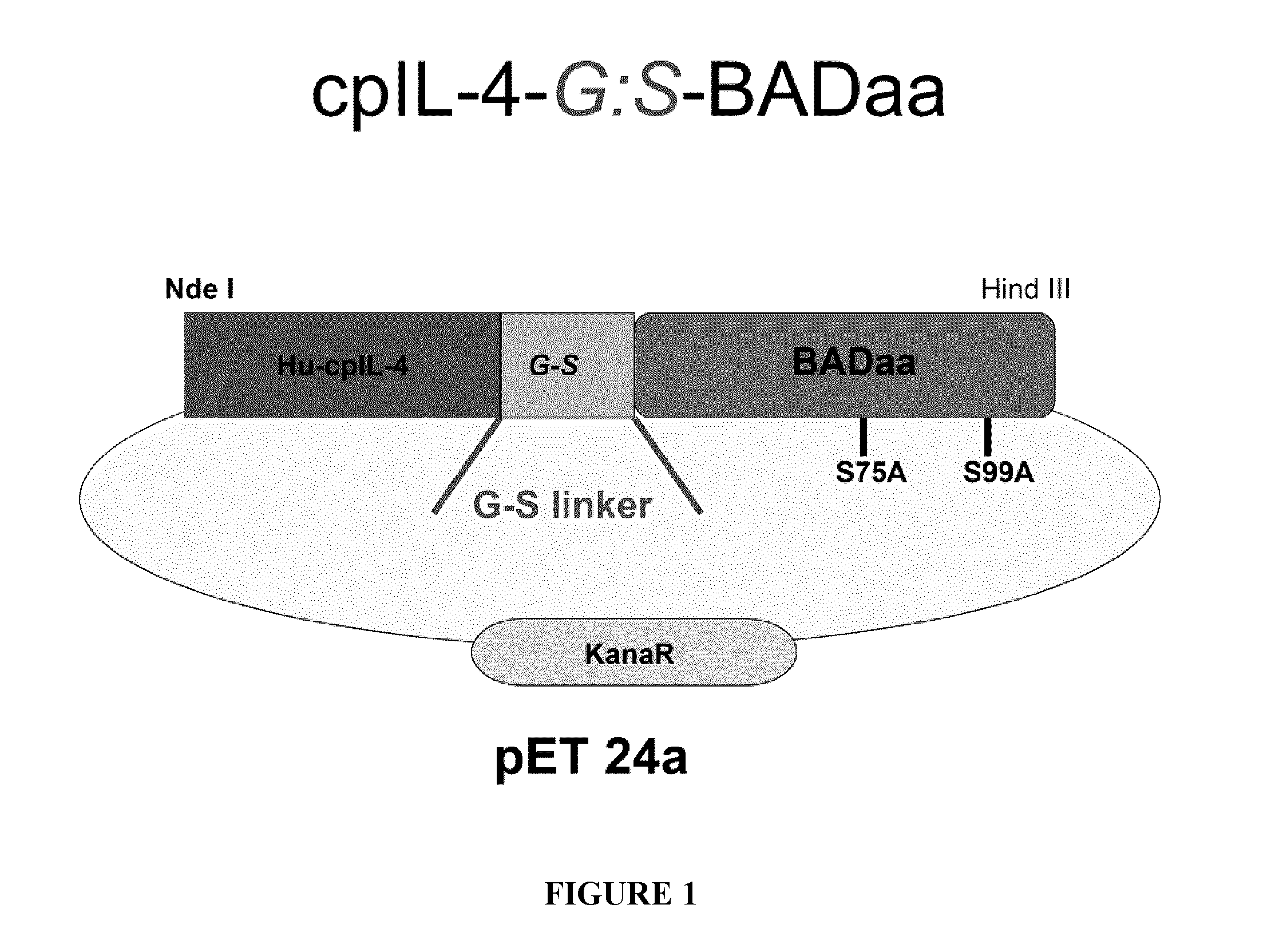 Interleukin-4 receptor-binding fusion proteins and uses thereof