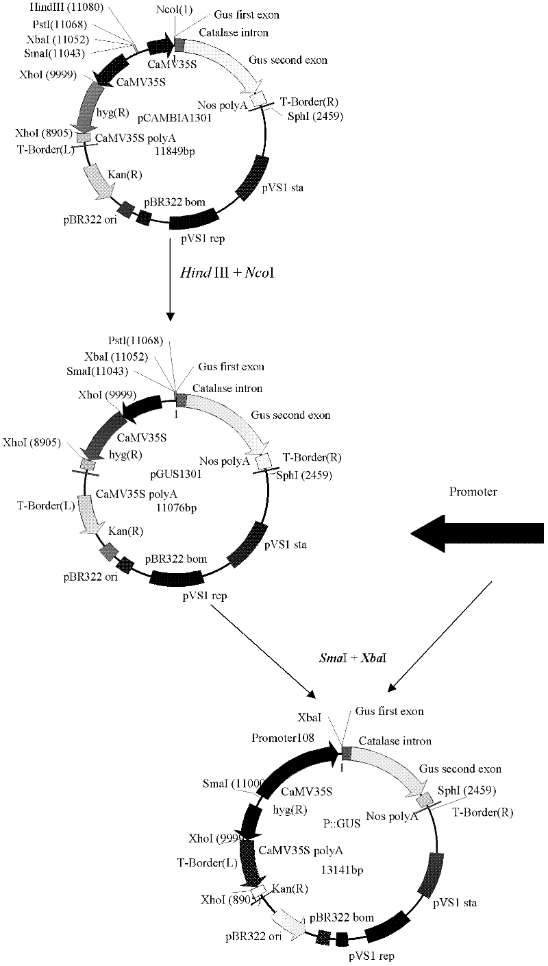 DNA segment and its application