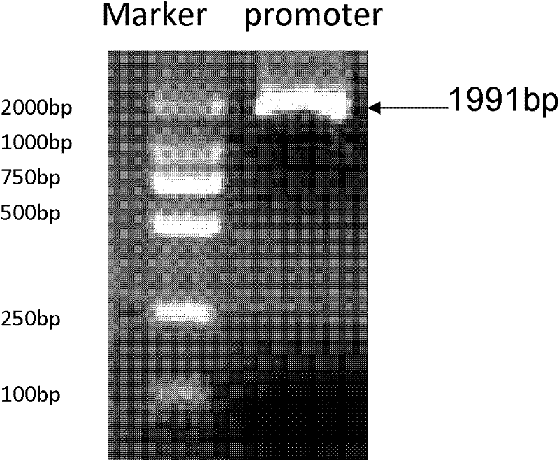 DNA segment and its application