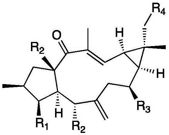 Conversion preparation method of euphorbia lathyris diterpene compound