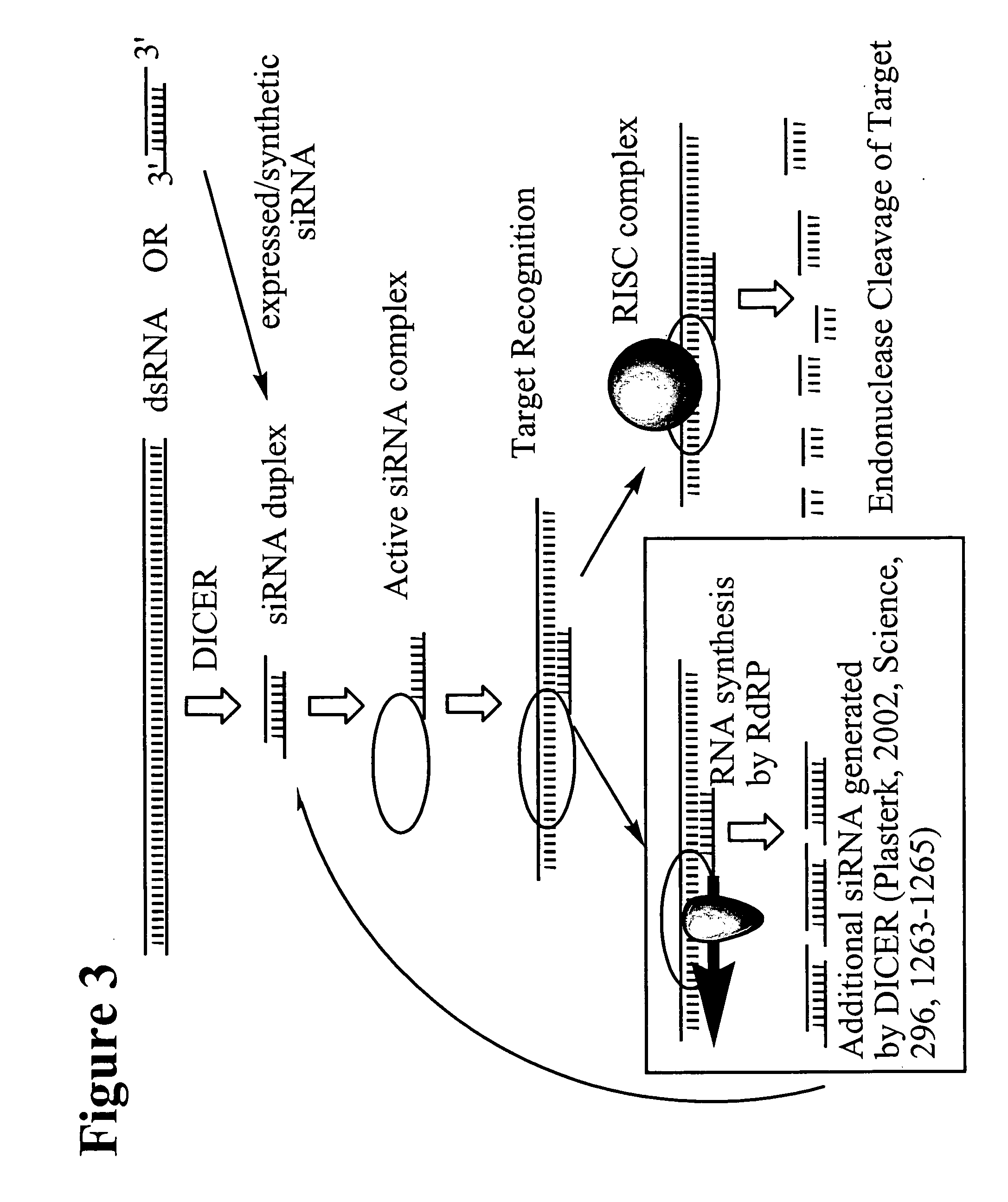 RNA interference mediated inhibtion of protein tyrosine phosphatase-1B (PTP-1B) gene expression using short interfering nucleic acid (siNA)