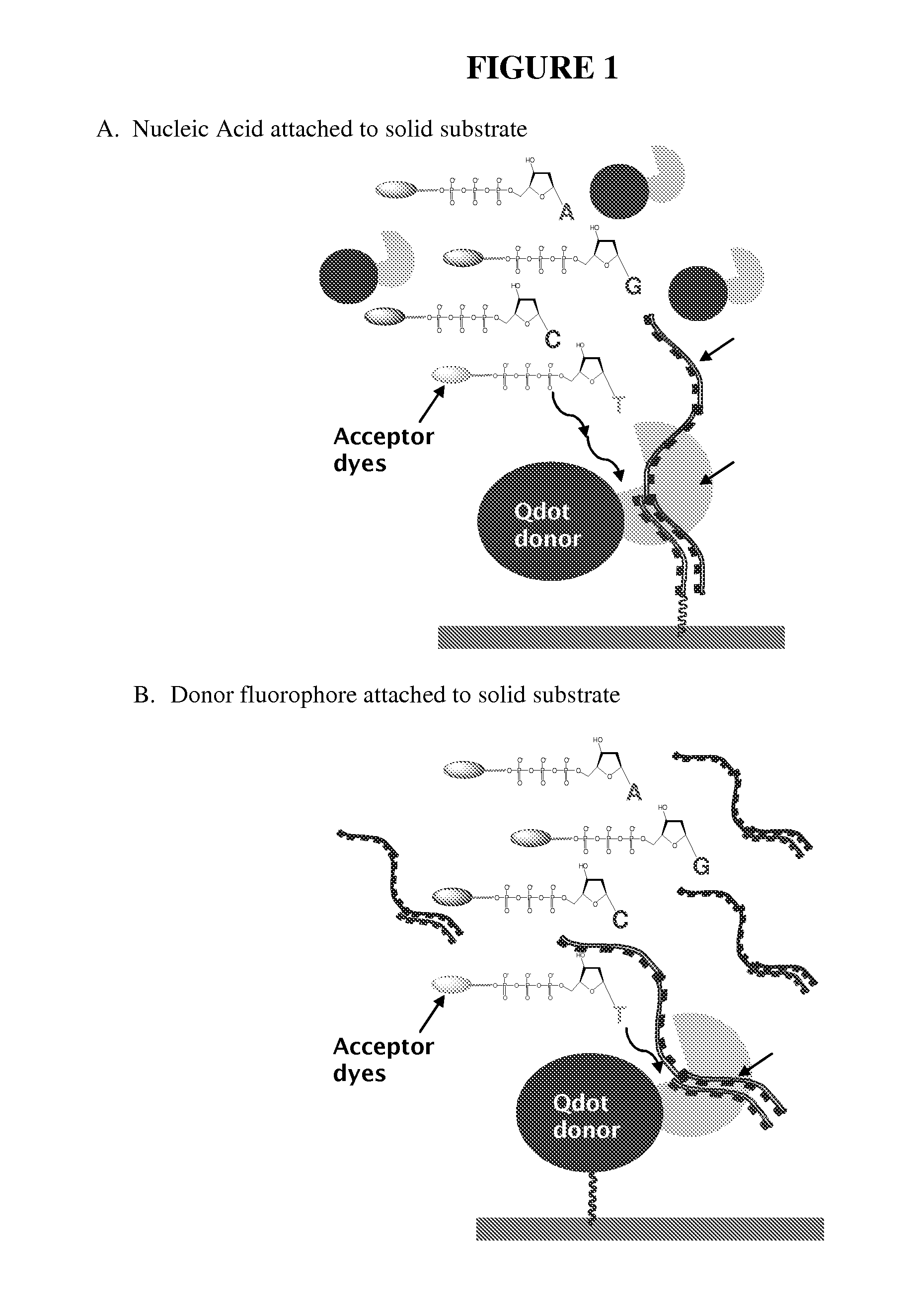 Methods for Real Time Single Molecule Sequencing