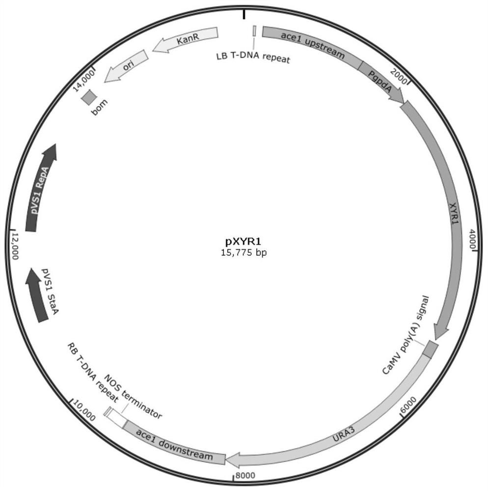 Method for producing xylanase at high yield from trichoderma reesei and application of xylanase