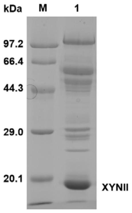 Method for producing xylanase at high yield from trichoderma reesei and application of xylanase