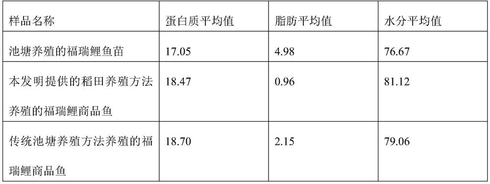 Paddy field fish ecological breeding method and paddy field fish ecological breeding rice field