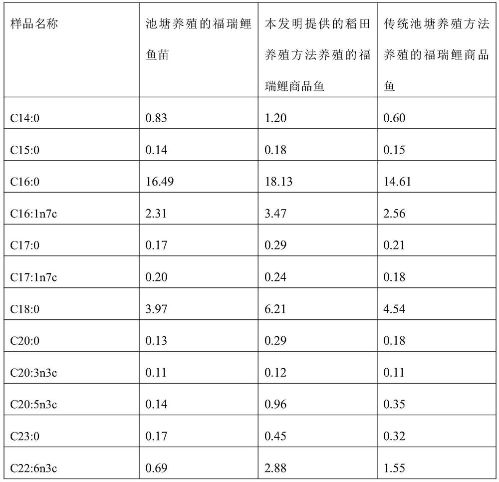 Paddy field fish ecological breeding method and paddy field fish ecological breeding rice field