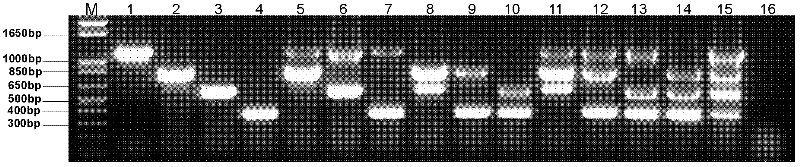 Method for synchronous detection of sweet potato feathery mottle virus (SPFMV), sweet potato virus C (SPVC), sweet potato virus G (SPVG) and sweet potato virus 2 (SPV2)