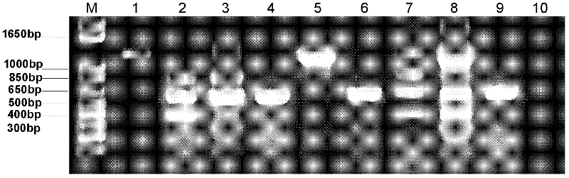 Method for synchronous detection of sweet potato feathery mottle virus (SPFMV), sweet potato virus C (SPVC), sweet potato virus G (SPVG) and sweet potato virus 2 (SPV2)