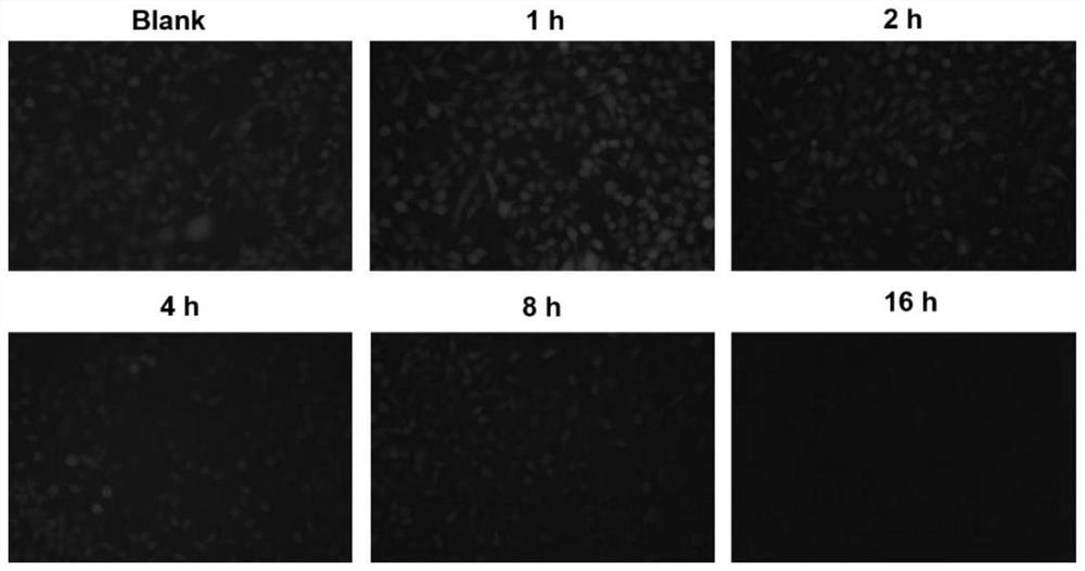 Application of hydrophilic tetra-cation cyclophane constructed based on TPE