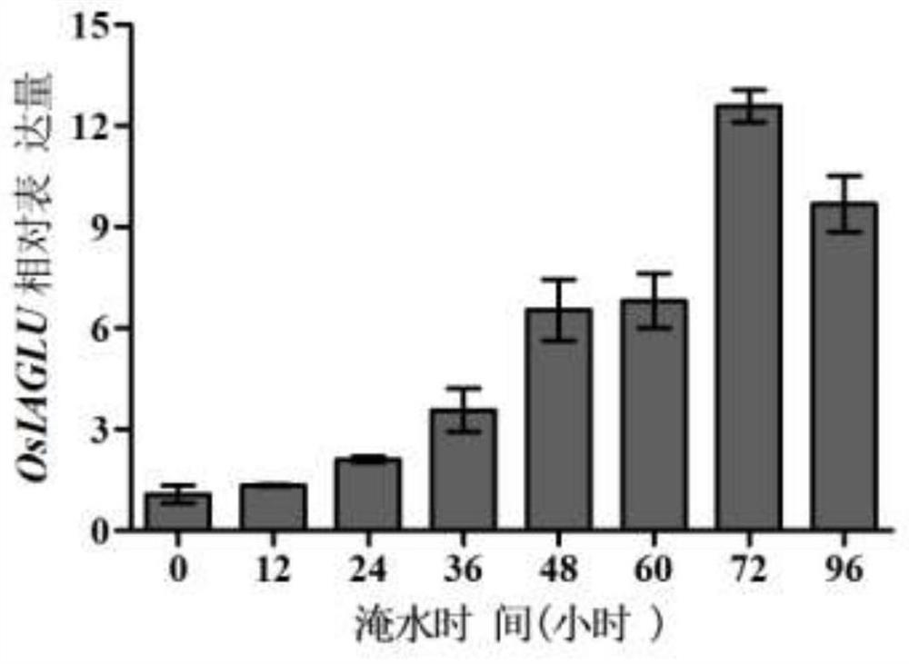 Application of rice auxin glycosyltransferase gene in cultivation of flooding-resistant rice varieties