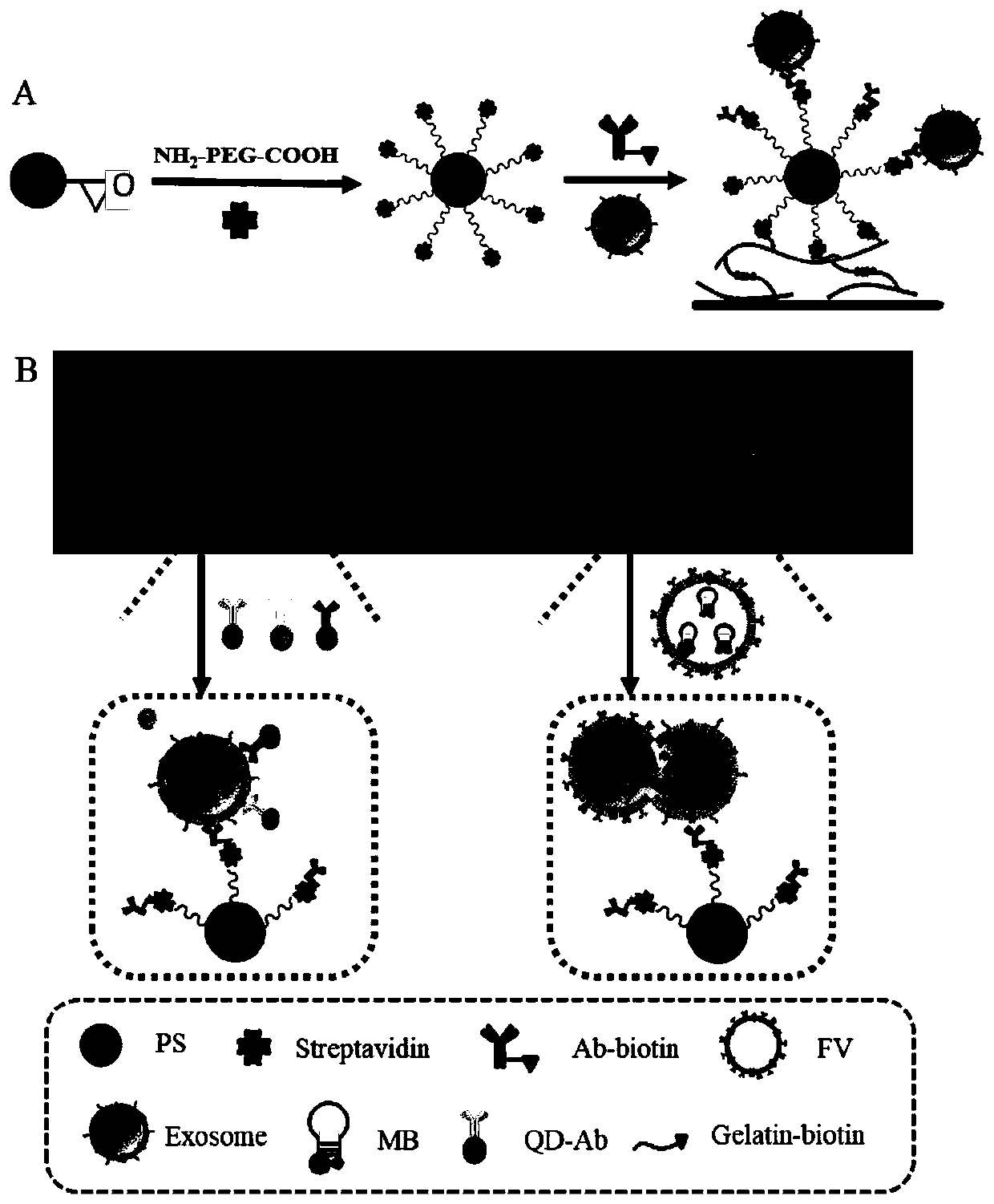 Exosome surface protein and internal miRNA simultaneous detection chip and detection technology