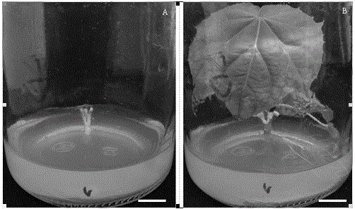 A kind of aseptic grafting method that solves the problem of Jatropha curcas transformed adventitious shoots being difficult to take root