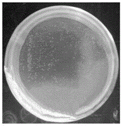 Dunaliella salina seawater high-density culture medium and culture method