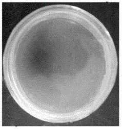 Dunaliella salina seawater high-density culture medium and culture method