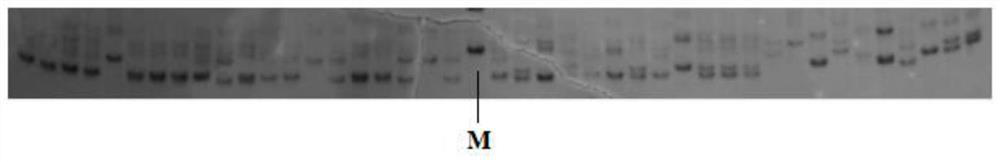 A method for identification of hybrid seabream families using microsatellite markers